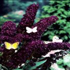 Buddleja davidii Black Night - Sommerflieder Pflanze