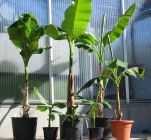 Musa basjoo - Japanische Faserbanane/Bananen Pflanze