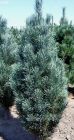 Pinus sylvestris Fastigiata - S�ulen-Waldkiefer Baum