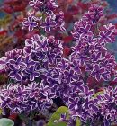 Syringa vulgaris Sensation - Edelflieder Pflanze-/Baum
