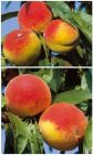 Prunus persica - Duo-Pfirsich Baum Benedicte und Redhaven