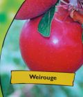 Malus domestica - Apfel Baum Weirouge