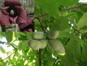 Asimina triloba Prima 1216 - Paw Paw Indianerbanane Baum