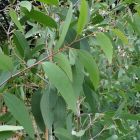 Eucalyptus pauciflora Mount Bogong - Schnee Eukalyptus Baum