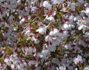 Prunus incisa Kojou-no-mai - Geschlitzte-Zwerg-Zierkirsche Baum