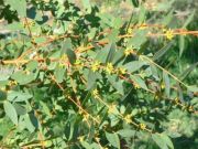 Eucalyptus Parvula - Kleinbl�ttriger Eukalyptus Baum
