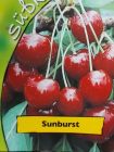 Prunus avium - Duo-S��kirschen Baum Sunburst und Hedelfinger Risenkirsche
