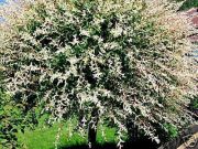 Salix integra  Hakuro Nishiki - Japanischer Harlekinweiden Baum