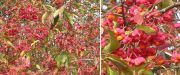 Euonymus europaeus Red Cascade - Pfaffenh�tchen Pflanze