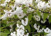 Deutzia maginifica - Prachtdeutzie Pflanze