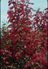 Ribes sanguineum King Edward VII - Blutjohannesbeere Pflanze