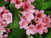 Weigela Rosea - Rosa Weigelien Pflanze