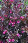 Weigela Nana Purpurea - Rotbl�ttrige Weigelien Pflanze