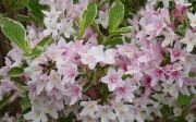 Weigela Variegata - Panaschierte Weigelien Pflanze