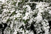 Spiraea vanhouttei - Prachtspiere Pflanze