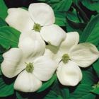 Cornus X  Aurora - Blumenhartriegel Pflanze