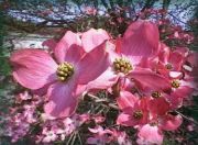Cornus florida Cherokee Chief - Roter Blumenhartriegel Pflanze