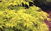 Sambucus racemosa Plumosa Aurea - Gold-Holunder Pflanze