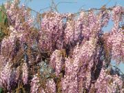 Wisteria floribunda Rosea - Japanischer Blauregen Pflanze