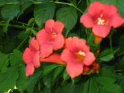Campsis radicans - Rote Trompetenblume Pflanze