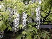 Wisteria floribunda Alba - Japanischer-Blauregen Pflanze