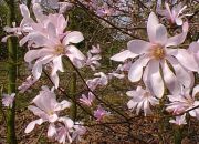 Magnolia loebneri Leonard Messel - Rosa Sternmagnolien Pflanze-/Baum