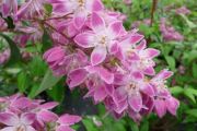 Deutzia magnifica Tourbillon Rouge - Sternchenstrauch Pflanze