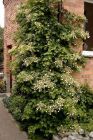Hydrangea petiolaris - Kletterhortensie Pflanze