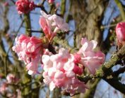 Viburnum bodnantense Dawn - Winterschneeball Pflanze