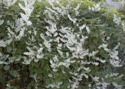 Polygonum aubertii - Schlingkn�terich/Architektentrost Pflanze