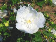 Hibiscus syriacus White Chiffon - Garten-/Strauch-Eibisch Pflanze