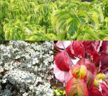 Cornus florida Rainbow - Amerikanischer Blumen-Hartriegel Pflanze