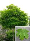 Acer platanoides Globossum - Kugel-Ahorn Baum