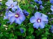 Hibiscus syriacus Blue Bird - Garten-/Strauch-Eibisch Pflanze